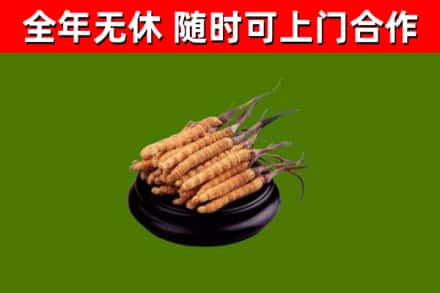 定安回收散虫草